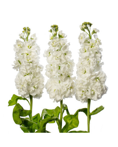 Giroflée quarantaine Milla White