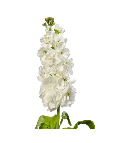 Giroflée quarantaine Milla White