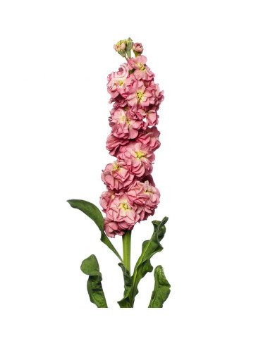 Giroflée quarantaine Stox® Antique Rose