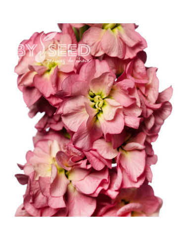 Giroflée quarantaine Stox® Antique Rose