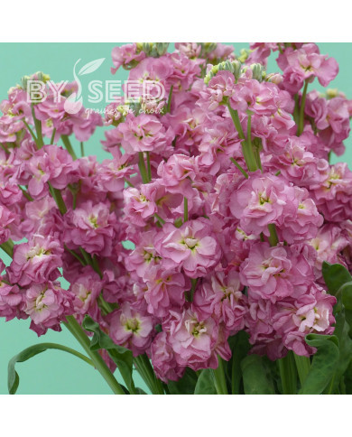 Giroflée quarantaine Stox® Antique Rose