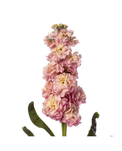 Giroflée quarantaine Stox® Champagne