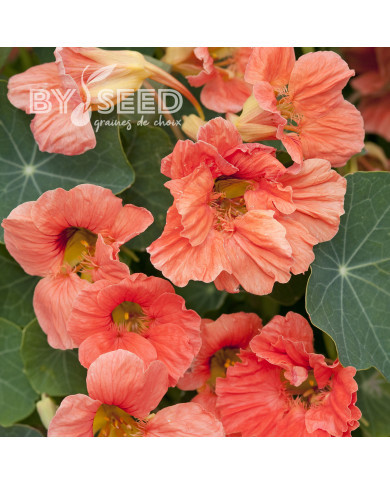 Capucine naine Salmon Baby