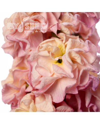 Giroflée quarantaine Stox® Champagne