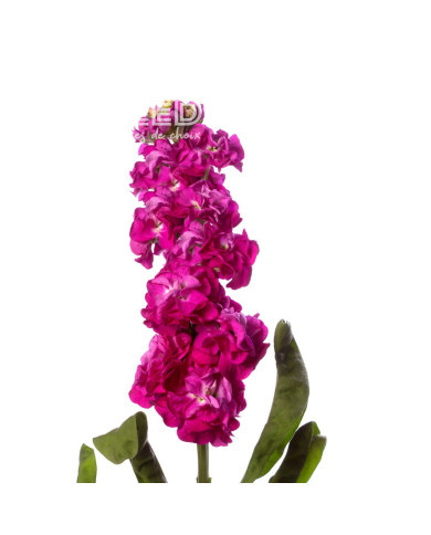Giroflée quarantaine Stox® Deep Rose