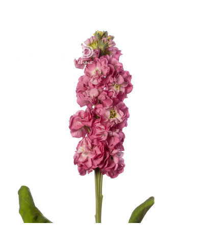 Giroflée quarantaine Stox® Rose Pink