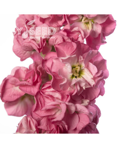 Giroflée quarantaine Stox® Rose Pink