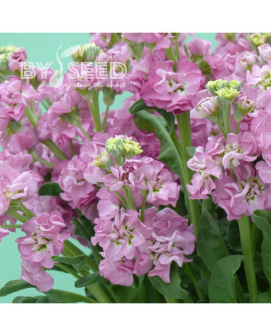 Giroflée quarantaine Stox® Rose Pink