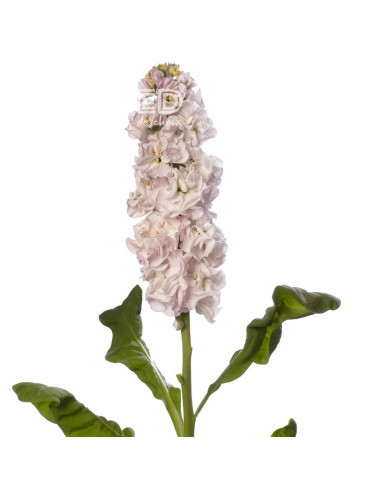 Giroflée quarantaine Stox® Silver