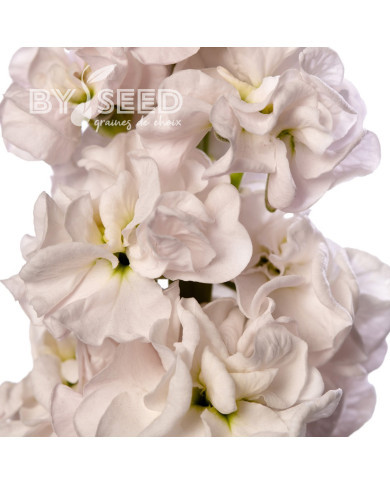 Giroflée quarantaine Stox® Silver