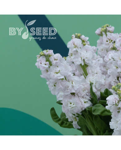 Giroflée quarantaine Stox® Silver