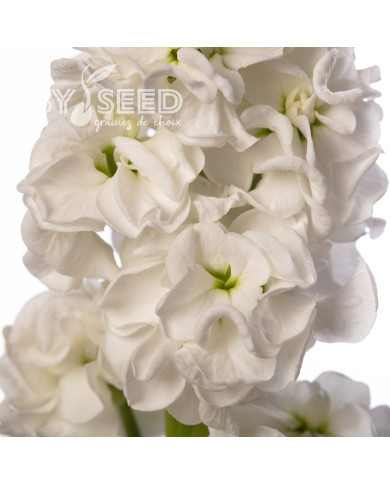 Giroflée quarantaine Stox® White