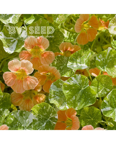 Capucine naine Tip Top Alaska Salmon