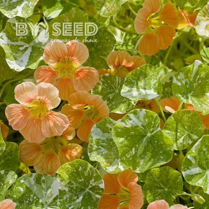 Capucine naine Tip Top Alaska Salmon