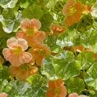 Capucine naine Tip Top Alaska Salmon