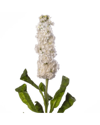 Giroflée quarantaine Stox® White