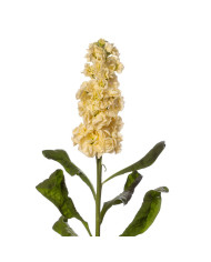 Melinis minutiflora Silver Queen