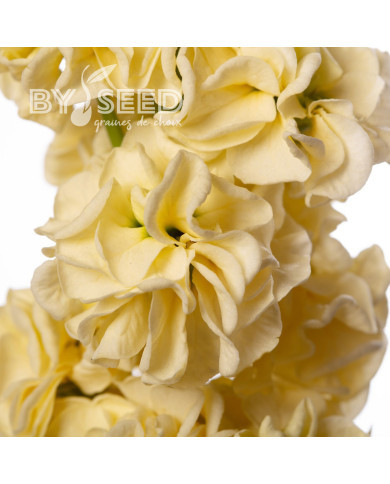 Giroflée quarantaine Stox® Yellow