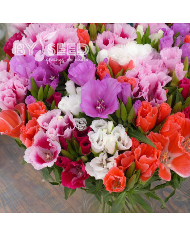 Godétia Grace F1 Mix