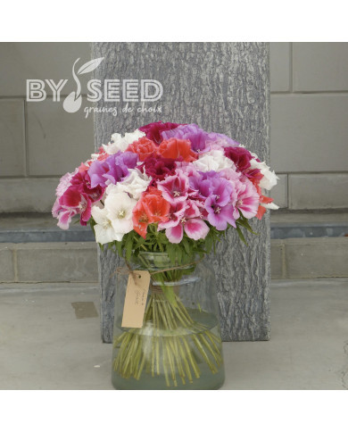 Godétia Grace F1 Mix