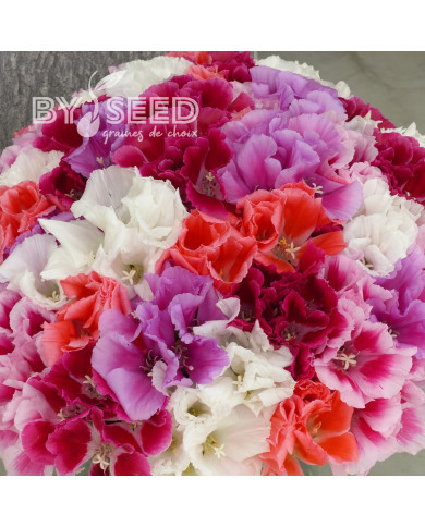 Godétia Grace F1 Mix