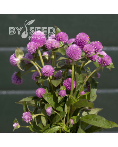 Gomphrena globosa Lavender Lady