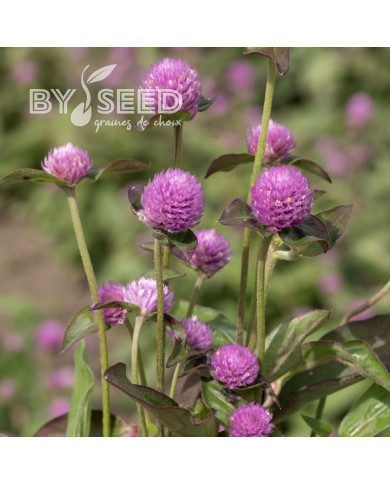 Gomphrena globosa Lavender Lady