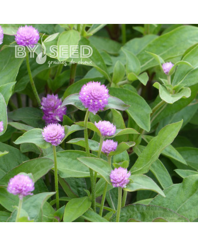 Gomphrena globosa Lavender Lady