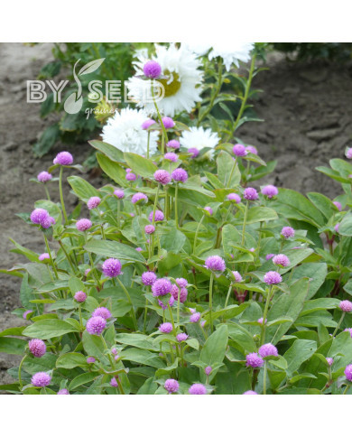Gomphrena globosa Lavender Lady
