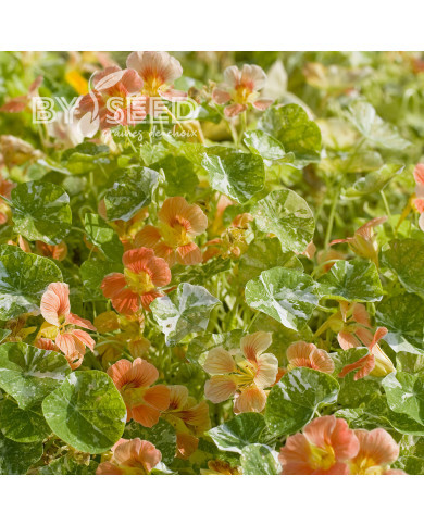 Capucine naine Tip Top Alaska Salmon