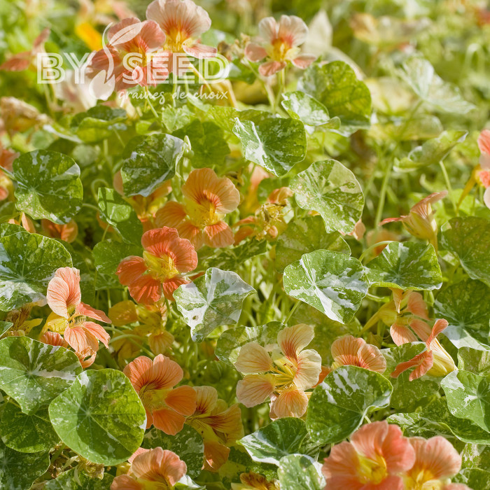 Capucine naine Tip Top Alaska Salmon