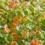 Capucine naine Tip Top Alaska Salmon