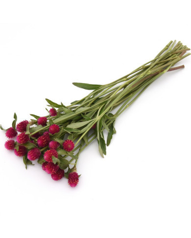 Gomphrena haageana QIS® Carmine