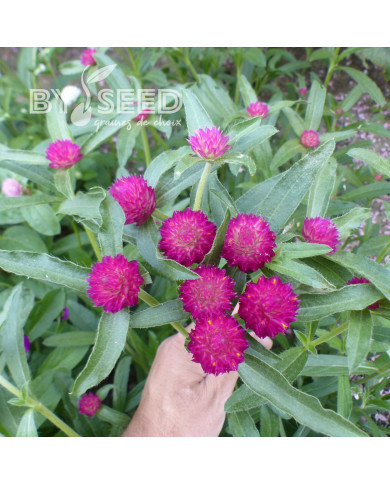 Gomphrena haageana QIS® Carmine