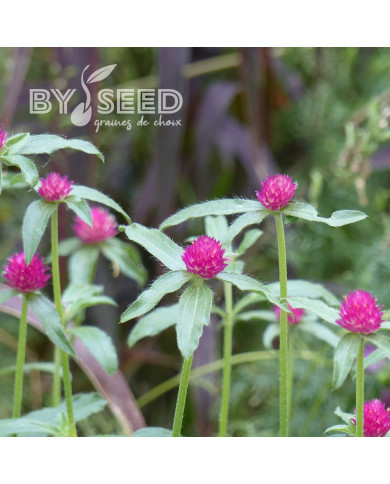 Gomphrena haageana QIS® Carmine