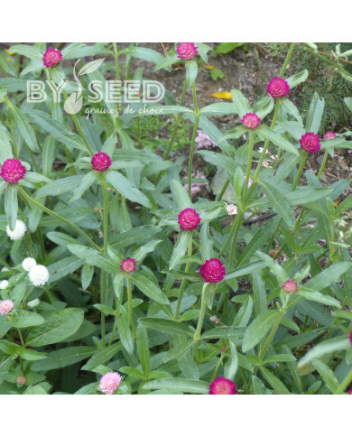 Gomphrena haageana QIS® Carmine
