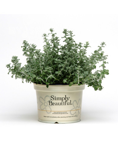 Helichrysum microphyllum Silver Mist