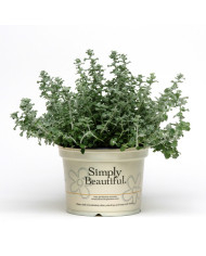 Acroclinium (Helipterum) Goliath