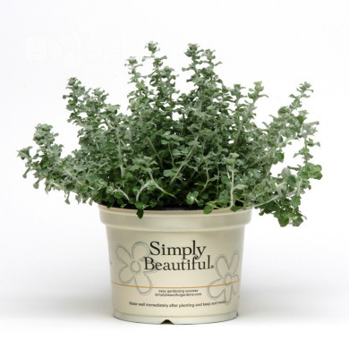 Helichrysum microphyllum Silver Mist