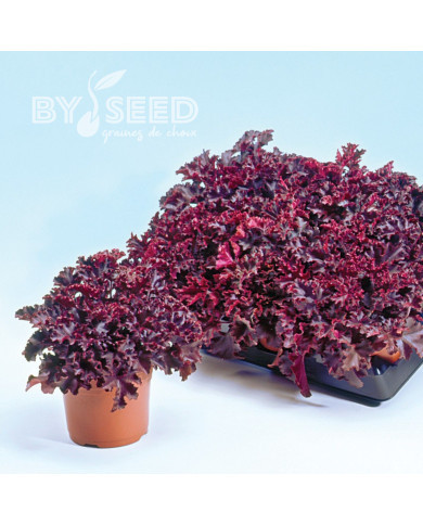 Heuchère Melting Fire