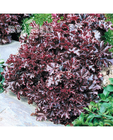 Heuchère Melting Fire