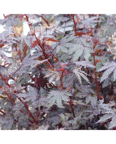 Hibiscus Mahogany Splendor