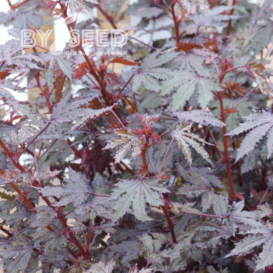 Hibiscus Mahogany Splendor