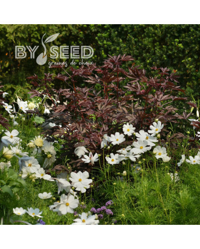 Hibiscus Mahogany Splendor