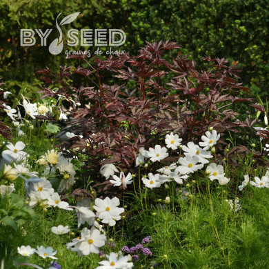 Hibiscus Mahogany Splendor