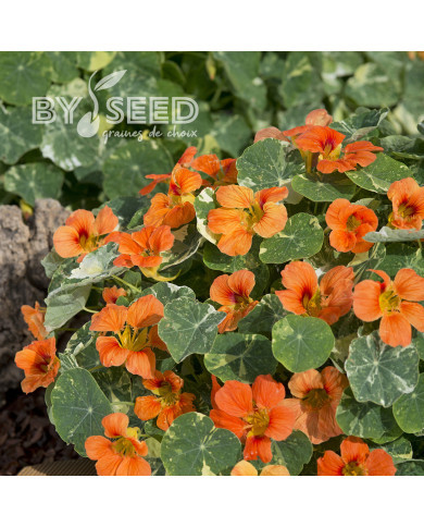 Capucine naine Tip Top Alaska Salmon