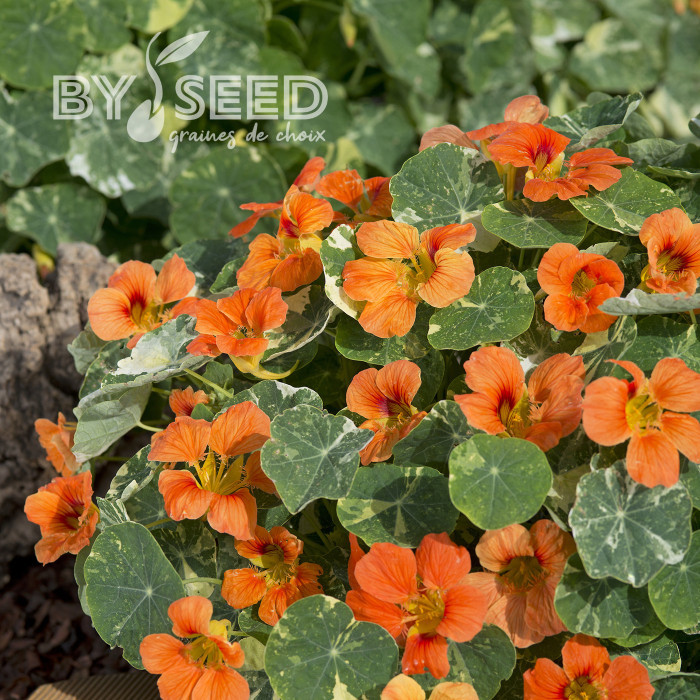 Capucine naine Tip Top Alaska Salmon