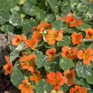 Capucine naine Tip Top Alaska Salmon