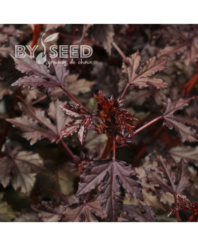 Hibiscus Mahogany Splendor