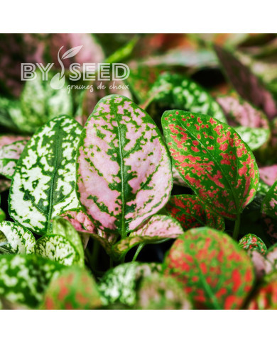 Hypoestes Coloratus Mix